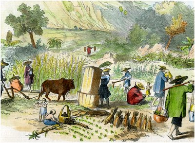 Chinese harvest, Hong Kong, c1875 by Unbekannt