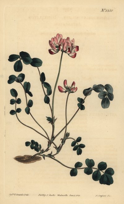 Chinese milkvetch or Umbellated astragalus by Unbekannt