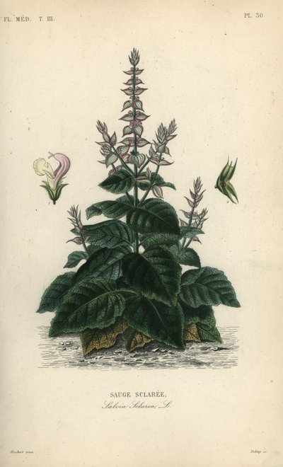 Clary sage by Unbekannt