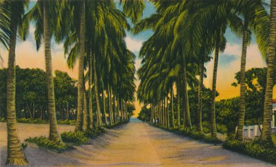 Coconut Avenue, Barranquilla by Unbekannt