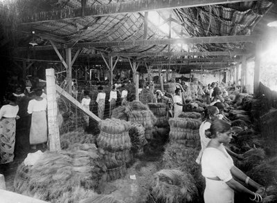 Coconut Production, India by Unbekannt