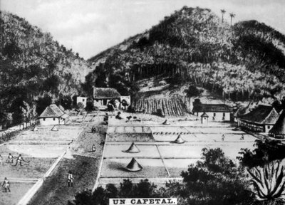 Coffee Plantation, Cuba, 1768 c1910 by Unbekannt