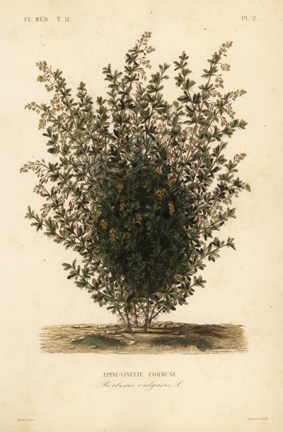 Common barberry, Berberis vulgaris by Unbekannt