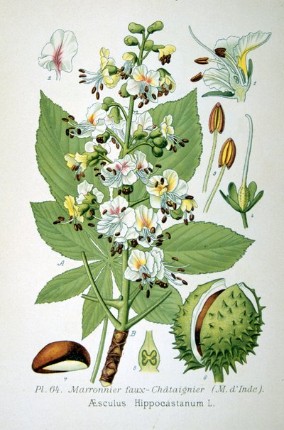 Common Horse Chestnut by Unbekannt