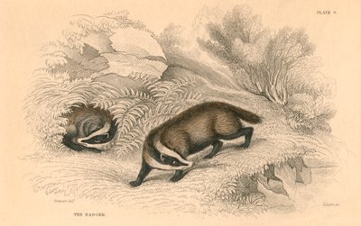 Common or Eurasian Badger, 1828 by Unbekannt