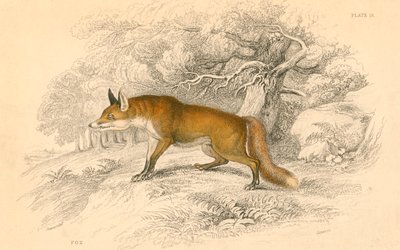 Common or red fox (Vulpes vulpes) by Unbekannt