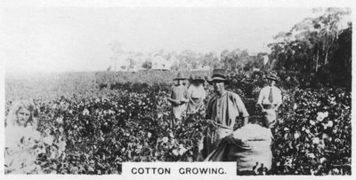 Cotton picking, Australia, 1928 by Unbekannt
