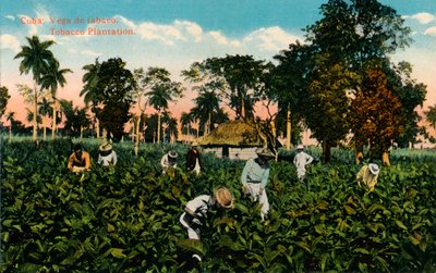 Tobacco Plantation, Cuba, c1900 by Unbekannt
