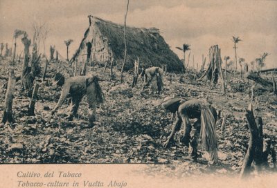 Tobacco Culture in Vuelta Abajo, c1900 by Unbekannt