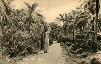Date Palms, Basra by Unbekannt