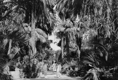 Date palms, Palermo, Sicily, Italy by Unbekannt
