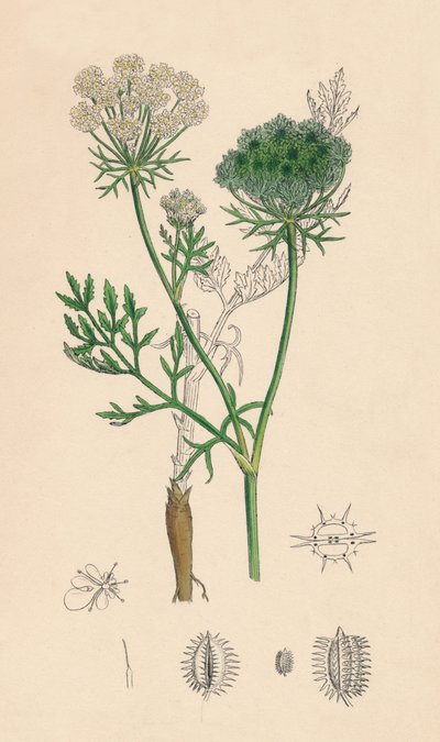 Wild Carrot by Unbekannt