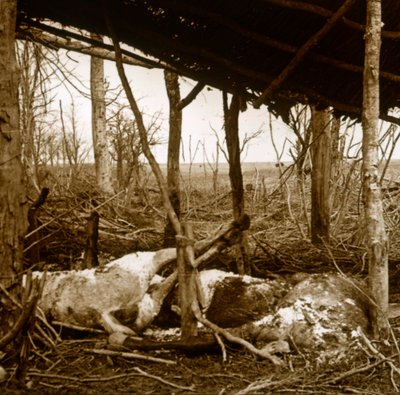 Dead horses, Verdun, northern France, c1914-c1918 by Unbekannt