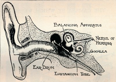 Delicate Mechanism of the Ear, c1934 by Unbekannt