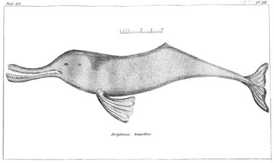 Ganges River Dolphin, 1799 by Unbekannt