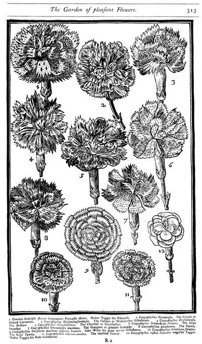 Dianthus Carnations and Pinks, 1629 by Unbekannt