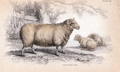 Dishley New Leicester Ram, c. 1840 by Unbekannt