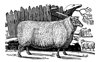 Dishley New Leicester Sheep by Unbekannt