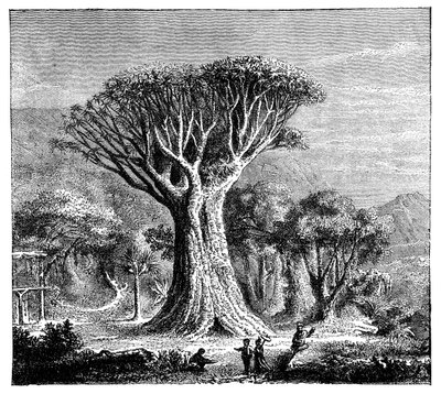 Dracona of Icod, Tenerife, Spain, c1900s by Unbekannt