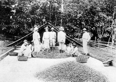 Drying cocoa, Trinidad, c1900s by Unbekannt