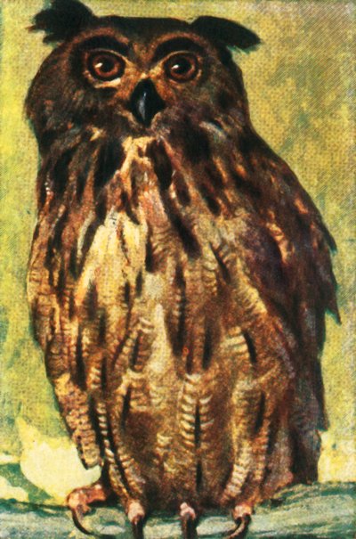 Eagle owl, c1928 by Unbekannt