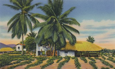 East Indian Huts, Trinidad, B.W.I. by Unbekannt