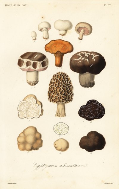 Edible mushrooms by Unbekannt