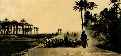 Egypt - Shepherd driving homeward, c1918-c1939 by Unbekannt