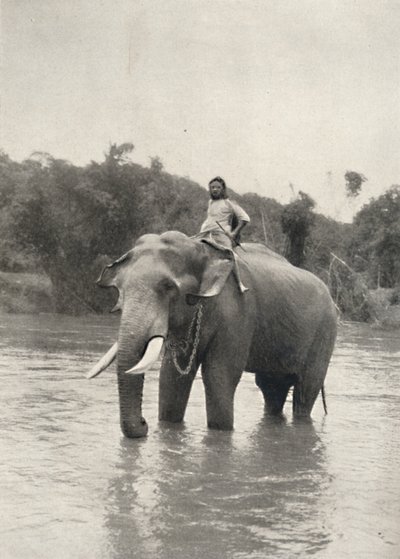 Elephant with Mahout in the Mahavaliganga by Unbekannt
