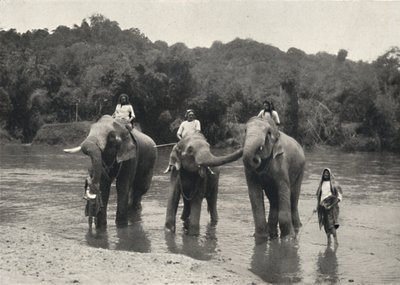 Elephants in the Bath Mahaaliganga, 1926 by Unbekannt