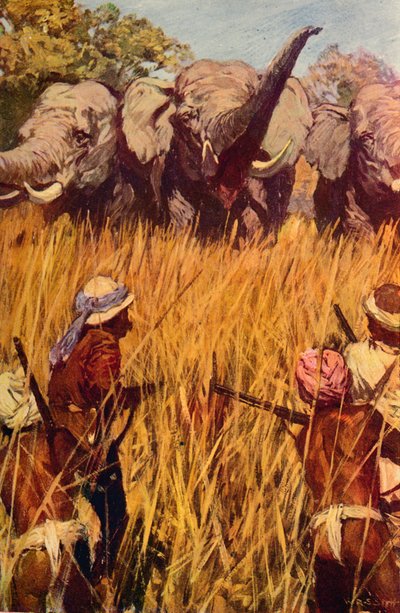 Elephants in Chase, c1850-c1912 by Unbekannt