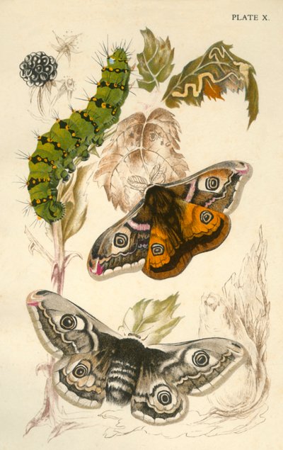 Emperor Moths by Unbekannt