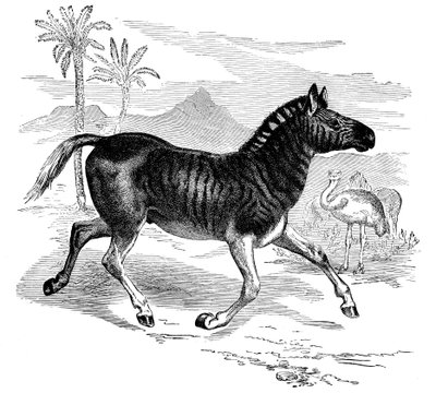 Engraving of a Quagga, 1884 by Unbekannt