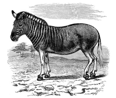 Engraving of a Quagga, 1893 by Unbekannt