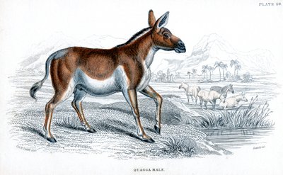 Engraving of a Quagga by Unbekannt
