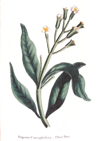 Eugenia caryophyllata - clove tree by Unbekannt