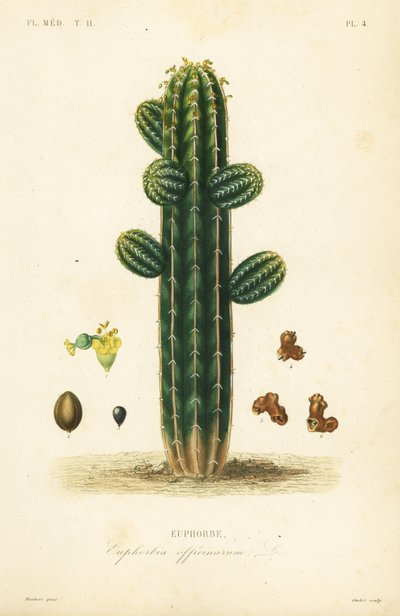 Euphorbia officinarum by Unbekannt