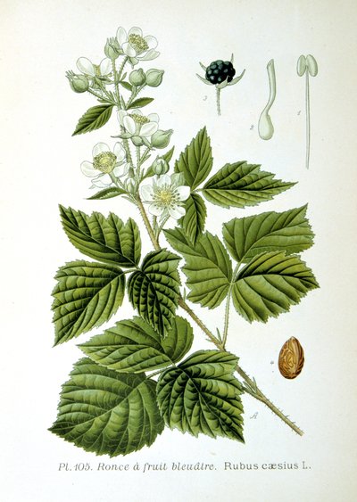 European Dewberry by Unbekannt
