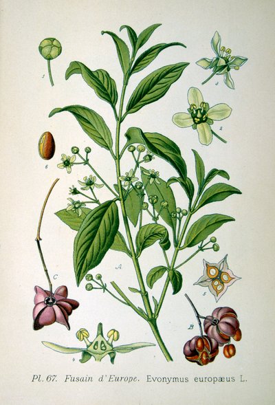European spindle tree, 1893 by Unbekannt