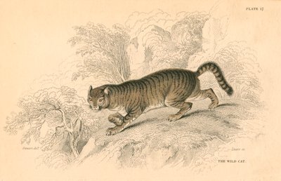 European wild cat Felis silvestris, 1828 by Unbekannt
