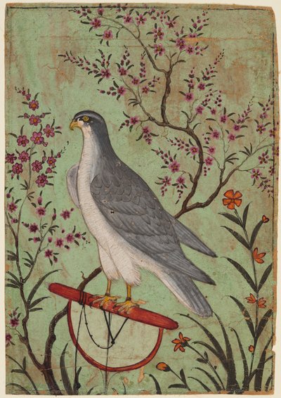 Falcon on a Perch by Unbekannt