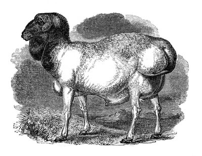 Fat-Rumped Sheep of Tartary, 1848 by Unbekannt