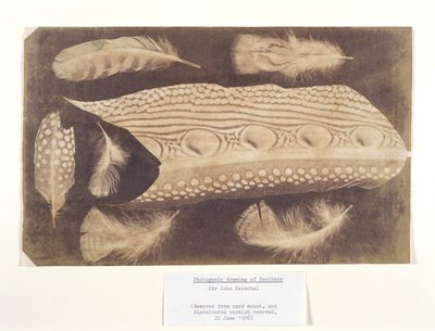 Feathers, c. 1840 by Unbekannt
