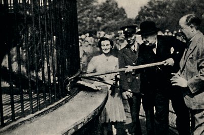 Feeding Rota, The Pinner Lion, 1940s, 1945 by Unbekannt