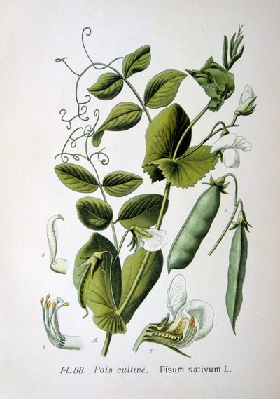 Field and garden pea, 1893 by Unbekannt