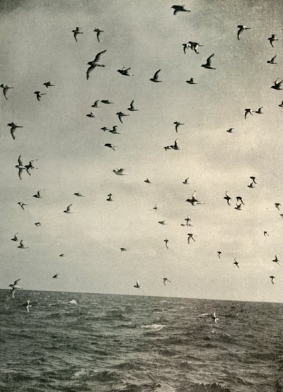 Flight of Antarctic Petrels, c1908, 1909 by Unbekannt