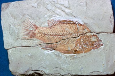 Fossil of a Fish by Unbekannt