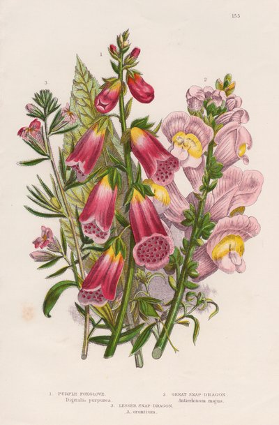 Foxglove Digitalis purpurea centre, c1885 by Unbekannt