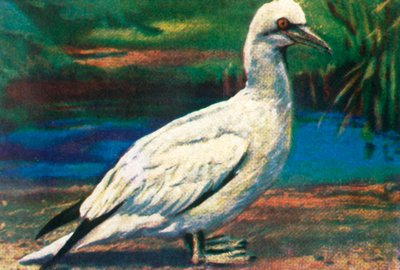 Gannet by Unbekannt