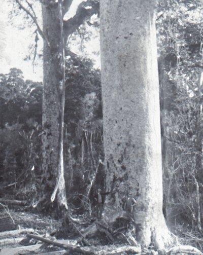 Giant Kauri Tree, late 19th-early 20th century by Unbekannt